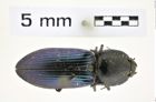 Foto (Dorsalansicht) von Selatosomus Selatosomus semimetallicus (Walker, 1866) (NHMW-ZOO-COL-0008344)